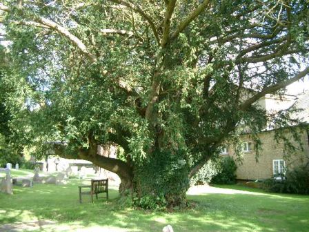 [http://www.tree-ring.co.uk/images/2007/Pepper%20Harrow%20yew.jpg]